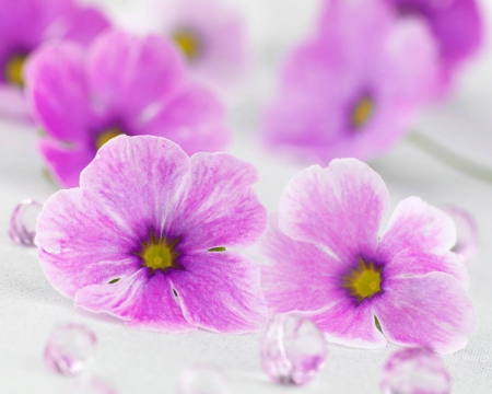 Pink Petals - flowers, petals, pink, bloom