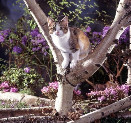 kitty on a tree - tree, animals, cats, kitty