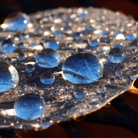 Water drops on a leaf