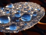 Water drops on a leaf