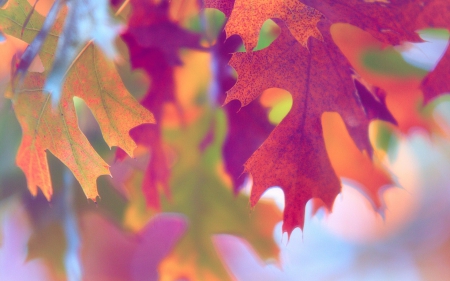 Autumn - fall, pink, leaf, orange, autumn