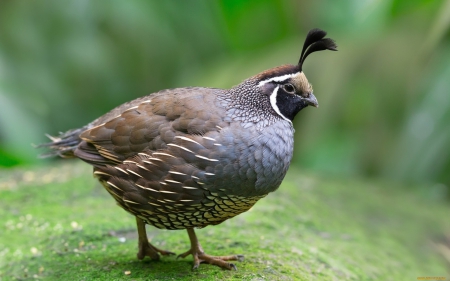 Bird - feather, funny, bird, green