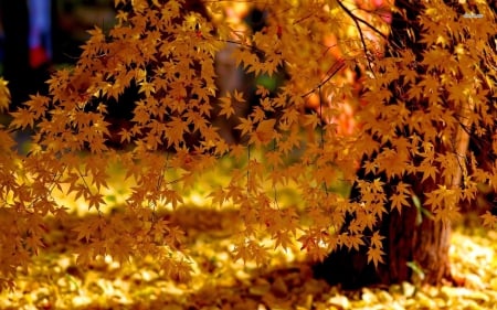 curtain of autumn leaves