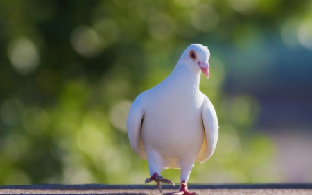 Dove - dove, white, bird, green