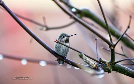 Hummingbird - twigs, raindrops, birds, spring, wild animals, rain, seasons, abstract, branch, close-up, winter, photography, wilderness, drops, sweet, nature, autumn, cute, hummingbird, wildlife, animals, wild, wallpaper