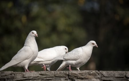 Doves - dove, white, bird, wood