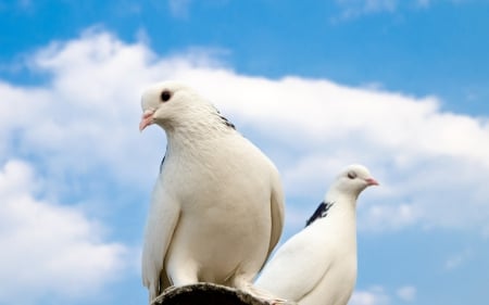 Doves - bird, white, blue, dove, cloud, sky