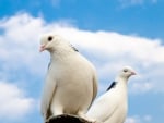 Doves