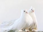 Doves