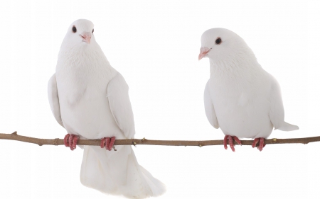 Doves - feather, white, bird, dove, couple, branch