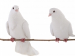 Doves