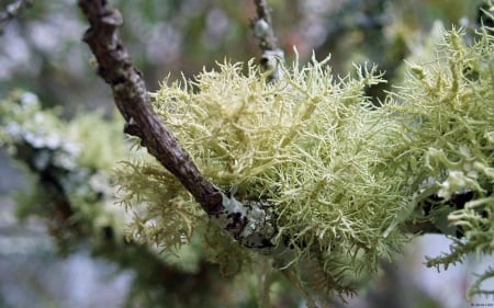 Moss - abstract, close-up, nature, photography, macro, moss, HD, wallpaper