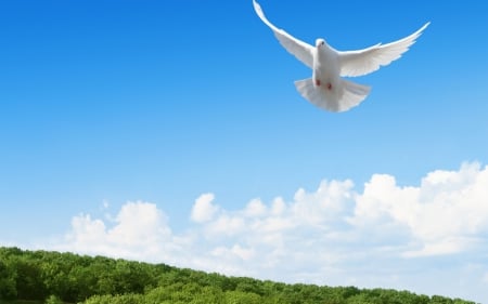 Dove - cloud, feather, bird, flying, dove, blue, wings, white, sky, green