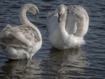 Swans