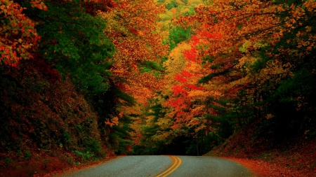 Autumn Forest Road - roads, nature, autumn, forests