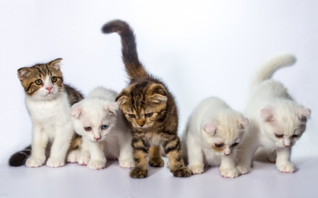 Kittens - white, animal, cute, kitten, cat