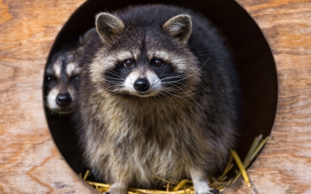 Raccoons - animal, wood, funny, raccoons