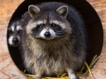 Raccoons