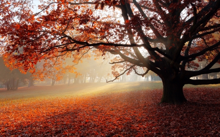 Lonely Tree in Autumn Forest - leaves, nature, autumn, forests