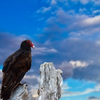 Bird and Blue Sky