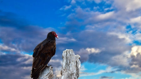 Bird and Blue Sky - bird, clouds, birds, nature