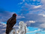 Bird and Blue Sky