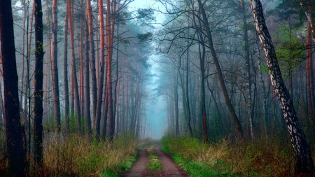 Misty Morning on Spring Forest Road - mists, forests, trees, nature