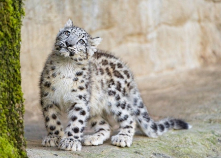 Snowleopard cub - moss, spots, floor, stands