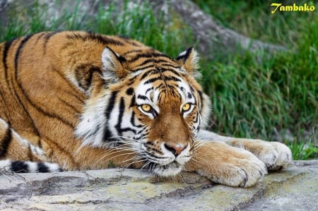 Tiger - eyes, yellow, paws, orange