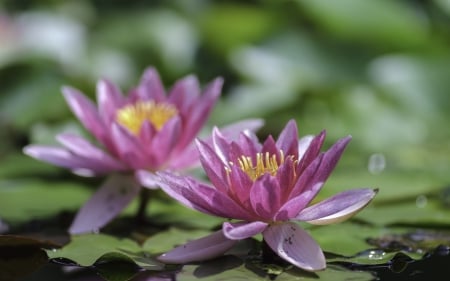 * Water Lilies * - flower, lilies, water, flowers, nature