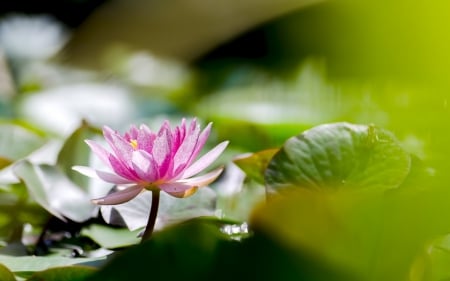 * Water Lilies * - flower, lilies, water, flowers, nature