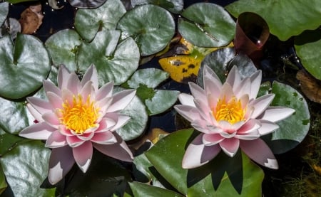 * Water Lilies * - flower, lilies, water, flowers, nature