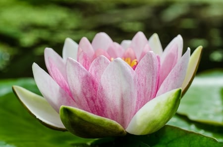 * Water Lilies * - flower, lilies, water, flowers, nature