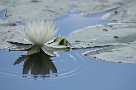 * Water Lilies * - flower, lilies, water, flowers, nature