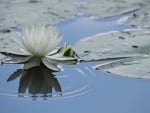 * Water Lilies *