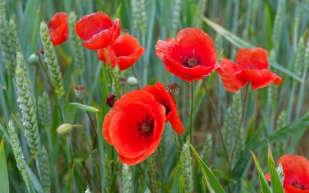 * Wild poppies * - flower, poppies, flowers, field, nature