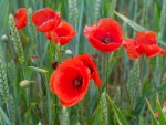 * Wild poppies *