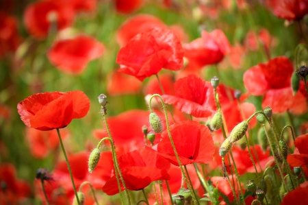 * Wild poppies * - nature, flowers, poppies, flower