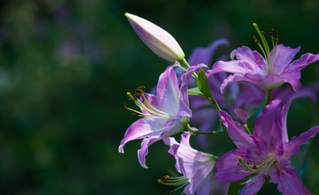 Lilies - lilies, petals, flowers, violet, branch