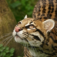 OCELOT