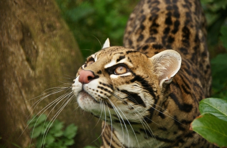 OCELOT - dwarf leopard, wild, cat, OCELOT