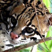 OCELOT