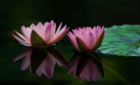 Pink Lotus - lotus, lake, pair, pink, flowers, water lilies