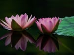 Pink Lotus