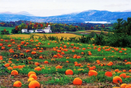 Pumpkin Field - pumpkins, autumn, hills, landscape, house