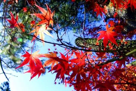 Stunning Autumn - fall, leaves, tree, sun, colors