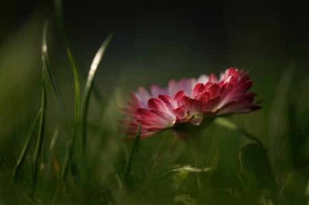 Red Daisy - red, flower, green, daisy, grass