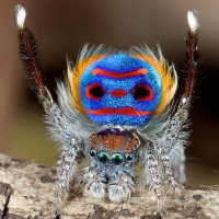 Peacock spider