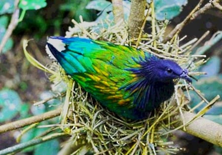 Nicobar pigeon - bright, green, colors, metallic