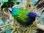 Nicobar pigeon